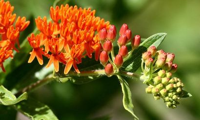 Pleurésie Racine utilisations et avantages comme des herbes médicinales