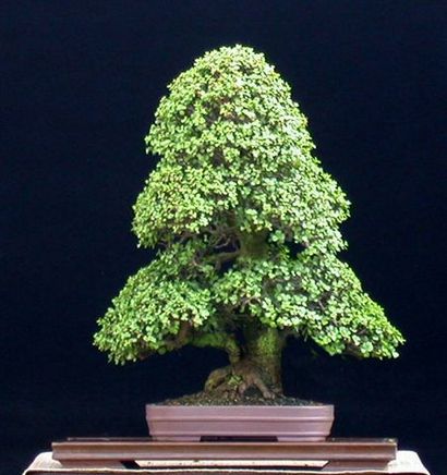 Portulacaria Afra, ofBonsai Magazine