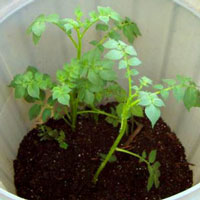 Barrel de pommes de terre Comment planter des pommes de terre facilement - Bombay plein air