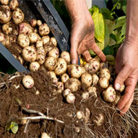 Barrel de pommes de terre Comment planter des pommes de terre facilement - Bombay plein air