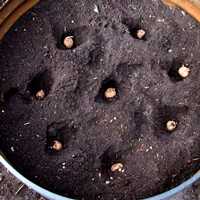 Barrel de pommes de terre Comment planter des pommes de terre facilement - Bombay plein air