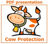 Préparation de bouse de vache pour le carburant, Prenez soin des vaches internationales