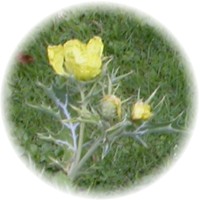 Prickly Poppy_1