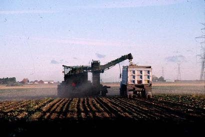 la betterave à sucre de traitement