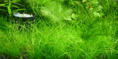 Une bonne façon de pousser nain cheveux herbe, Le Guide Aquarium