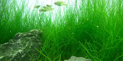 Une bonne façon de pousser nain cheveux herbe, Le Guide Aquarium