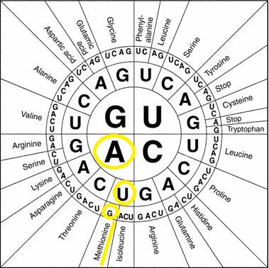 Protein-Synthese Hinweis Unter Wie ein Codon Diagramm verwenden