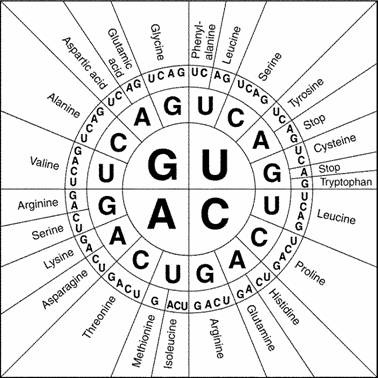 Protein-Synthese Hinweis Unter Wie ein Codon Diagramm verwenden