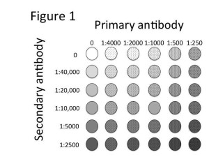 Protokoll Dot-Blot-Schachbrett-Titration von Antikörpern - Advansta Inc