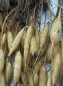 Pueraria mirifica (Kwao Krua Kao) Aperçu des prestations