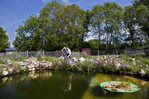 L'élevage de poissons pour l'alimentation Backyard Pisciculture pour la survie