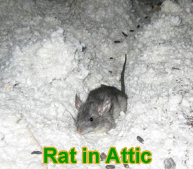 Les rats du Grenier - Comment obtenez-vous des rats du grenier