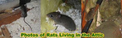 Les rats du Grenier - Comment obtenez-vous des rats du grenier
