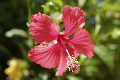 RAW, JPEG, Silkypix und - Fuji Farben - Fuji Gerüchte