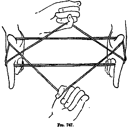 Cradle Real Cat