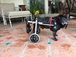 Hintere Unterstützung Hund Rollstuhl von K9 Carts