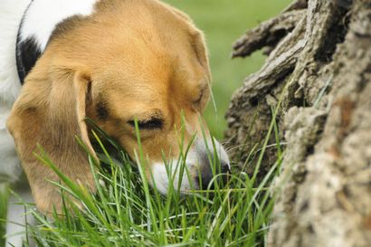 Raisons pour lesquelles les chiens mangent et comment Merde l'arrêter - American Kennel Club