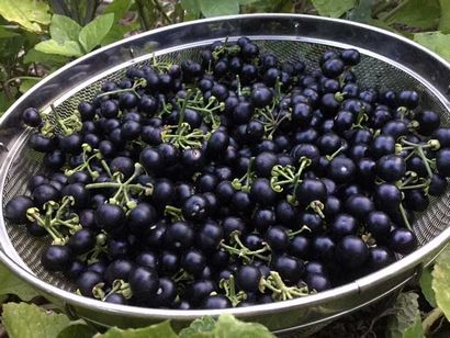 Recette de jardin Huckleberry Préserve (morelle Berry) - Tyran Farms