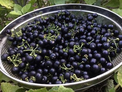 Recette de jardin Huckleberry Préserve (morelle Berry) - Tyran Farms (comment faire jardin confiture de Huckleberry) Recette de jardin Huckleberry Préserve (morelle Berry) - Tyran Farms