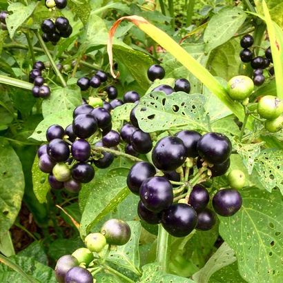 Recette de jardin Huckleberry Préserve (morelle Berry) - Tyran Farms