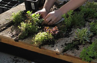 Recycled Pallet Vertikale Garten - DesignSponge