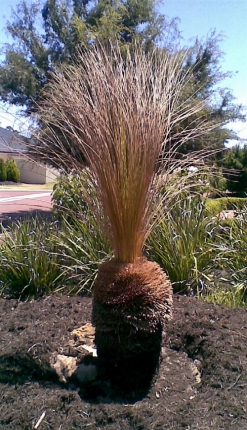 Replants - Grass Tree Health Care