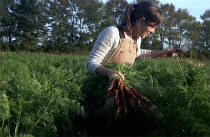 Les carottes rôties au dessus de carotte Pesto, cuisine Vignettes, PBS alimentaire