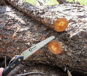 Rocky Mountain Bushcraft survie en milieu sauvage Comment faire une flamme Pine Knot pour la lumière d'urgence