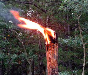 Rocky Mountain Bushcraft survie en milieu sauvage Comment faire une flamme Pine Knot pour la lumière d'urgence