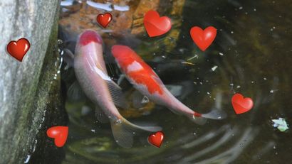 Romance est dans l'eau Obtenir Koi à Race - Le Blog étang