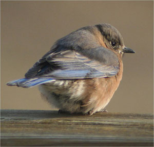 Percher, survivre par temps froid (froid) Percher, survivre par temps froid