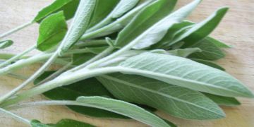 Avantages Sage - Information (Salvia officinalis)