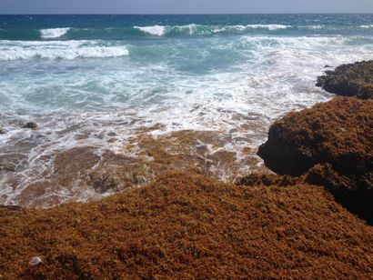 Sargassum Das Was, Wo und Warum dieser Algen, Akumal Dive Shop, Riviera Maya