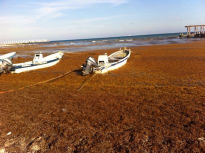 Sargassum Das Was, Wo und Warum dieser Algen, Akumal Dive Shop, Riviera Maya
