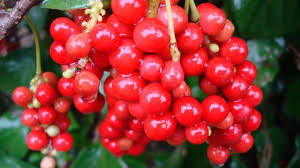 Schizandra Berry Was ist die beste Dosierung