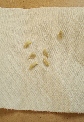 Seed Beginnend mit der - Baggie Methode