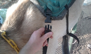 Sierra-Pack Ziegen Blog Wie man eine Ziege Saddle