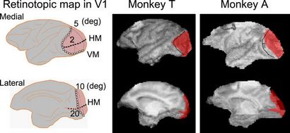 Analyse de détection du signal de Blindsight chez les singes, les rapports scientifiques
