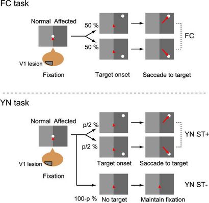 Analyse de détection du signal de Blindsight chez les singes, les rapports scientifiques