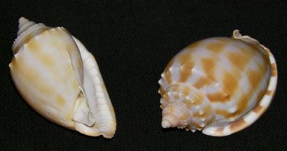 Les petits Seashells 1 -3, coquilles, coquilles Turbo cône, coquilles, coquilles de moules, coquilles d'ormeaux,