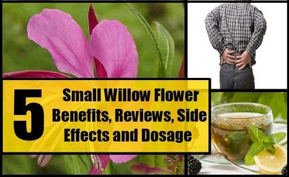 Les petites fleurs Willow avantages, avis, les effets secondaires et la posologie, les vitamines eStore