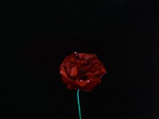 Soda Can Rose 7 étapes