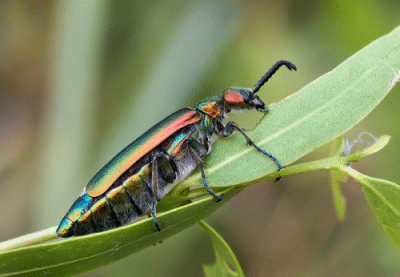 Spanish Fly est-il réel sûr, Allemagne Sex Drops - Best Spanish Fly Alternative (aphrodisiaque mouche espagnol) Spanish Fly est-il réel sûr, Allemagne Sex Drops - Best Spanish Fly alternatif