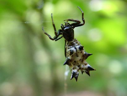 Pattes d'araignée et comment ils fonctionnent - L'Infini Araignée