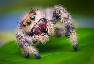 Pattes d'araignée et comment ils fonctionnent - L'Infini Araignée