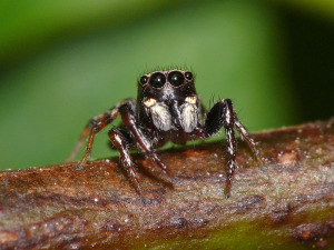 Pattes d'araignée et comment ils fonctionnent - L'Infini Araignée