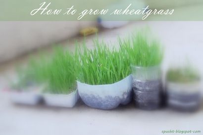 Spusht Comment cultiver Chiendent & amp; Faire le jus d'herbe de blé à la maison