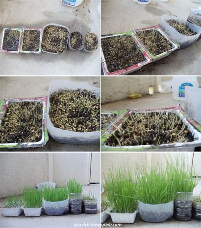 Spusht Comment cultiver Chiendent & amp; Faire le jus d'herbe de blé à la maison