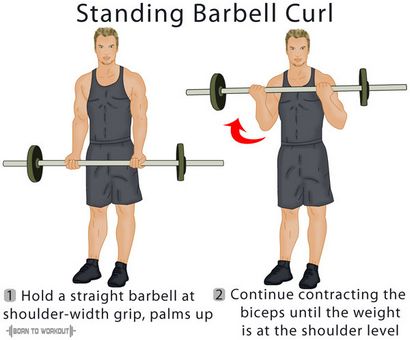 Barbell Curl debout Formes, Techniques, conseils et photos