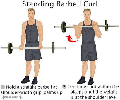 Standing Langhantelcurls Formen, Techniken, Tipps und Bilder